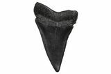 Fossil Broad-Toothed Mako Tooth - South Carolina #374799-1